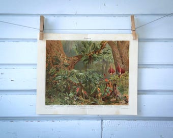 1907 Vintage Aroids Chromolithograph Illustration