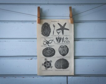 1907 Vintage Echinoderms Lithograph Illustration