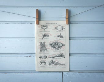 1907 Vintage Anatomy Chromolithograph Illustration