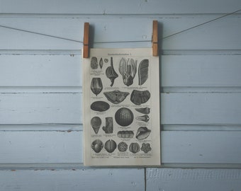 1907 Vintage Fossils Lithograph Illustration
