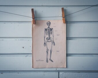 1946 Vintage Skeleton Illustration