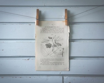 1871 Vintage Silver Poplar Leaves Lithograph Illustration