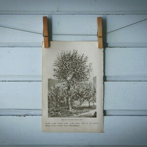 1903 Vintage White Mulberry Illustration