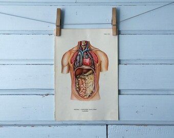 1957 Vintage Internal Organs Illustration