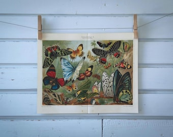 1907 Vintage Butterflies Chromolithograph Illustration