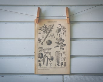1893 Vintage Plant Seeds Lithograph Illustration