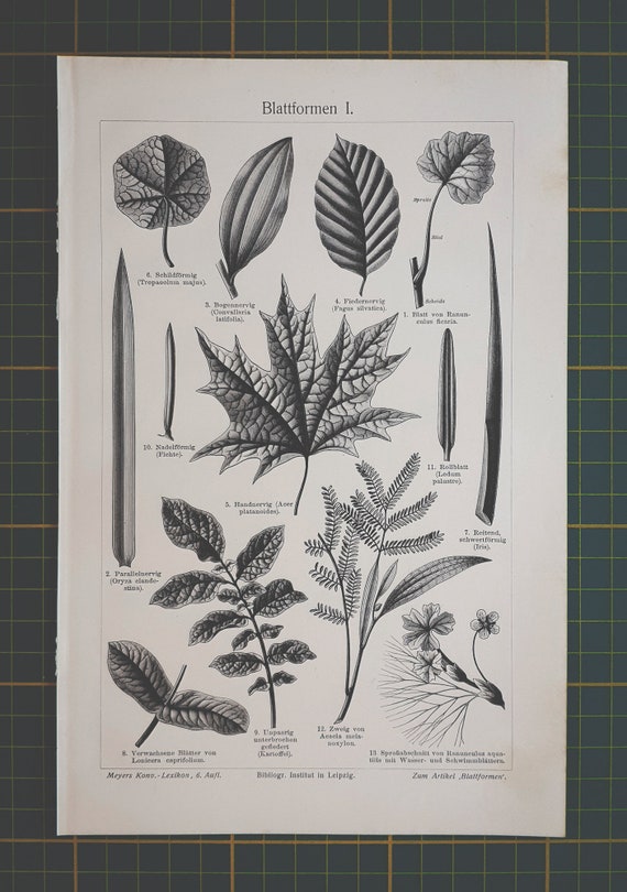 1907年ヴィンテージ葉っぱリトグラフイラスト - Etsy 日本