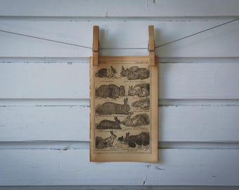 1921 Vintage Rabbits Illustration