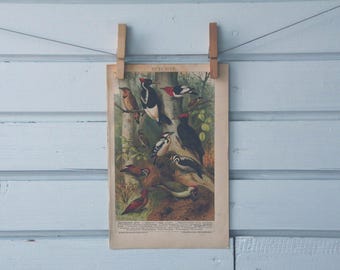 1894 Vintage Woodpeckers Chromolithograph Illustration