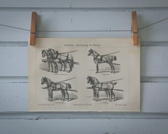 1907 Vintage Horse Harness Lithograph Illustration