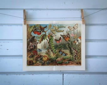 1907 Vintage Defense in Insects Chromolithograph Illustration