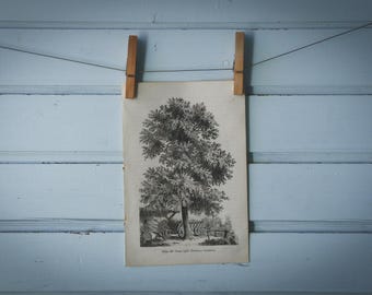 1903 Vintage Ash Illustration