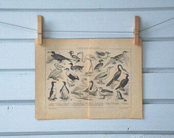 1924 Vintage Swimming Birds Lithograph Illustration