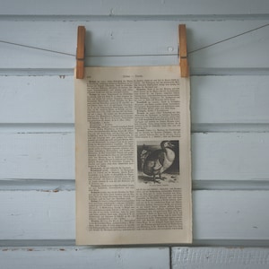 Könnte beinhalten: Eine Schwarzweißillustration eines Vogels mit langem Hals und langem Schnabel. Die Illustration ist auf einer Textseite mit dem Titel "Genus Dendrocygna" gedruckt.