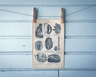 1909 Vintage Bivalves Lithograph Illustration