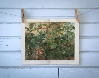 1907 Vintage Foliage Plants Chromolithograph Illustration