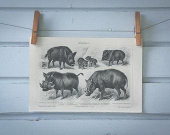 1907 Vintage Suidae Lithograph Illustration