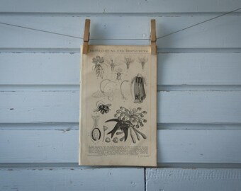 1887 Vintage Pollination Lithograph Illustration
