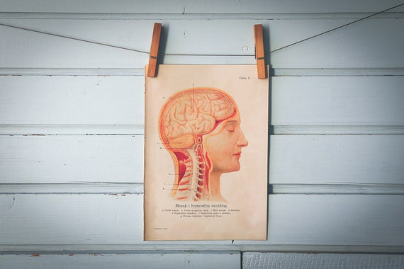 1926 Vintage Brain & Spinal Cord Illustration