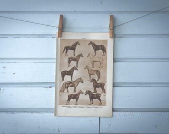 1937 Vintage Horses Illustration