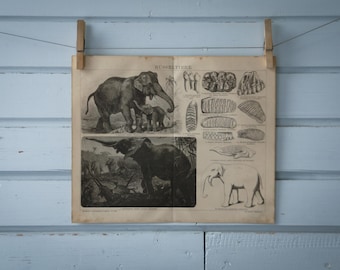 1887 Vintage Elephants Lithograph Illustration