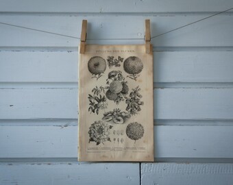 1887 Vintage Form Flowers Lithograph Illustration