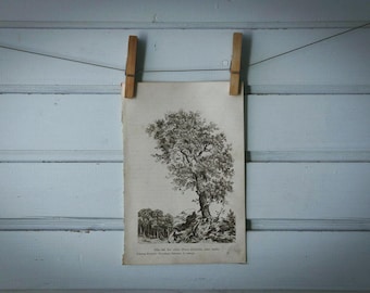 1903 Vintage Pinus sylvestris Illustration
