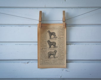 1921 Vintage Mountain Dogs Illustration