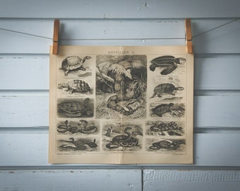 1887 Vintage Reptiles Lithograph Illustration