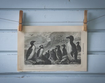 1907 Vintage Penguins Lithograph Illustration