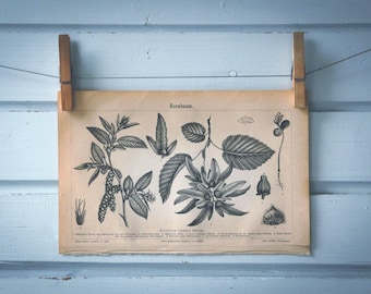 1890 Vintage Common Hornbeam Lithograph Illustration