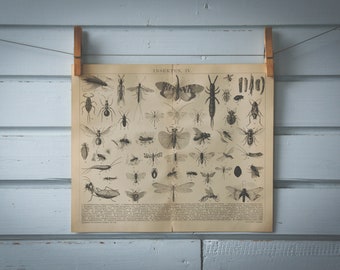 1887 Vintage Insects Lithograph Illustration
