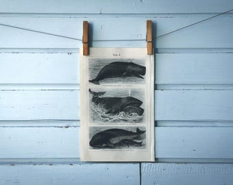 1907 Vintage Whales Lithograph Illustration