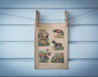 1897 Vintage Ruminants Chromolithograph Illustration
