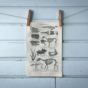 1907 Vintage Fossils Lithograph Illustration