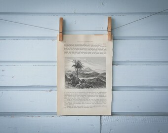 1897 Vintage Îles des Saintes Lithograph Illustration