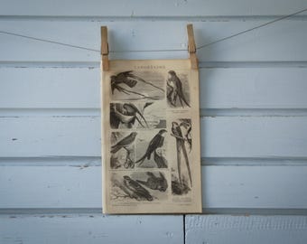 1887 Vintage Nightjars Lithograph Illustration
