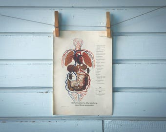 1925 Vintage Circulatory System Illustration