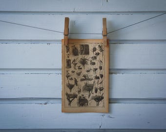 1921 Vintage Bird Nests Illustration