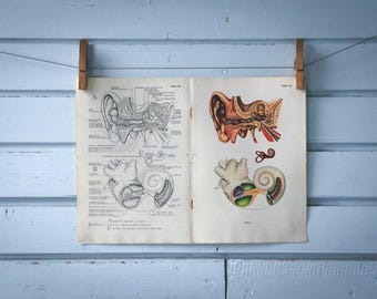 1957 Vintage Ear Anatomy Illustration
