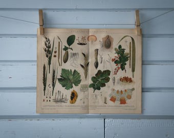 1887 Vintage Phytopathology Chromolithograph Illustration