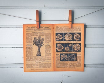 1936 Vintage Roses Illustration