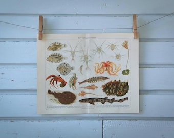 1907 Vintage Metamorphosis Chromolithograph Illustration