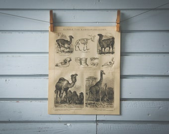 1887 Vintage Even-Toed Ungulates Lithograph Illustration