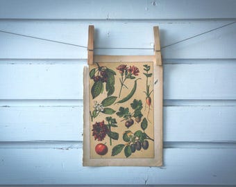 1897 Vintage Plants Chromolithograph Illustration