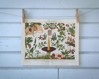 1907 Vintage Aroids Chromolithograph Illustration