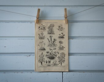 1887 Vintage Flora of the Alps Lithograph Illustration
