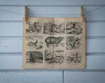 1887 Vintage Rodents Lithograph Illustration
