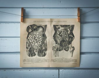1887 Vintage Internal Organs Chromolithograph Illustration