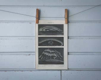 1907 Vintage Aurora Lithograph Illustration